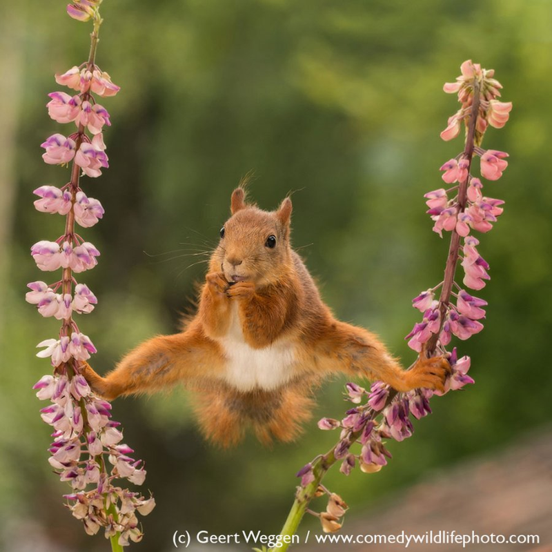 Illustration for article titled Alégrate el día con las fotos finalistas de los Comedy Wildlife Photography Awards